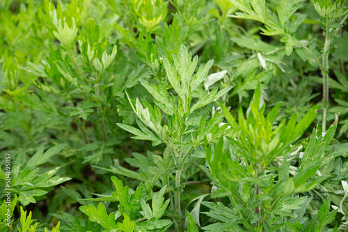 ヨモギ（日本でよもぎ餅に使われる植物）：別名モグサ　学名：Artemisia princeps　生薬名はガイヨウ
 photo
