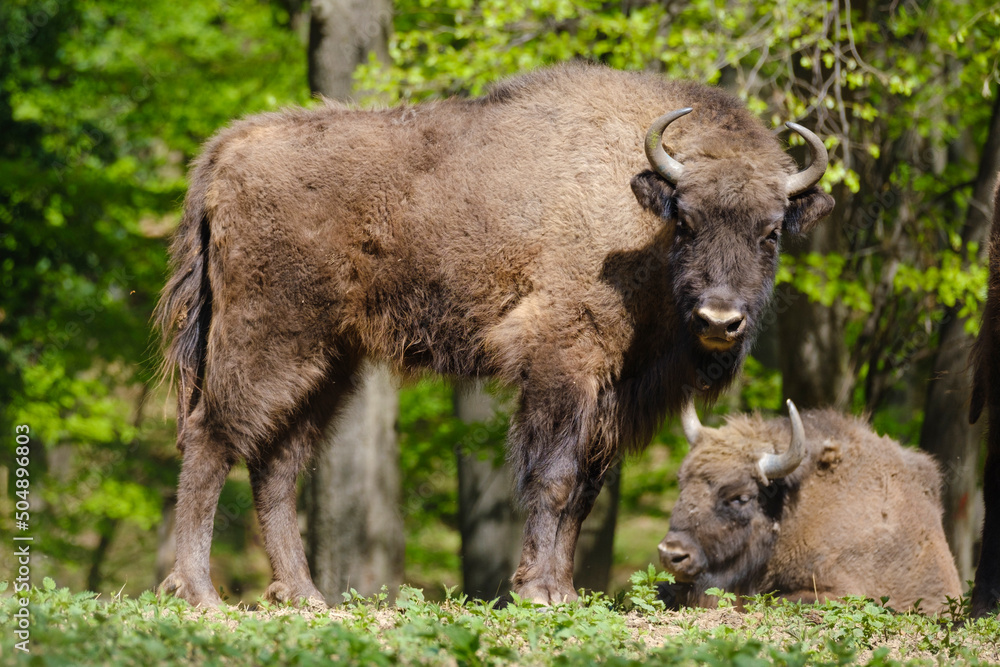 Two European wood bisons Wisent, Bison bonasus in the forest Two European wood bisons Wisent, Bison bonasus in the forest