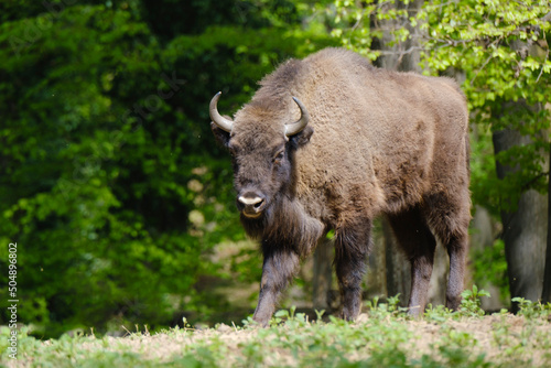 European wood bison Wisent  Bison bonasus in the forest