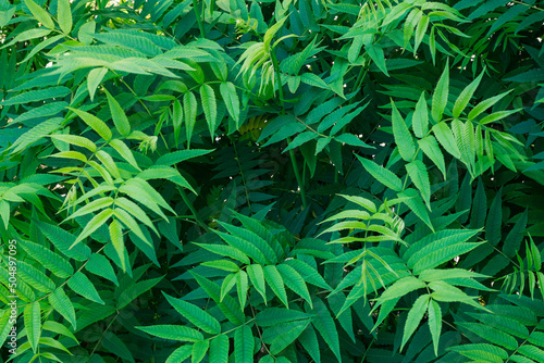 large shrub of sorbaria sorbifolia also known as falsa spirea