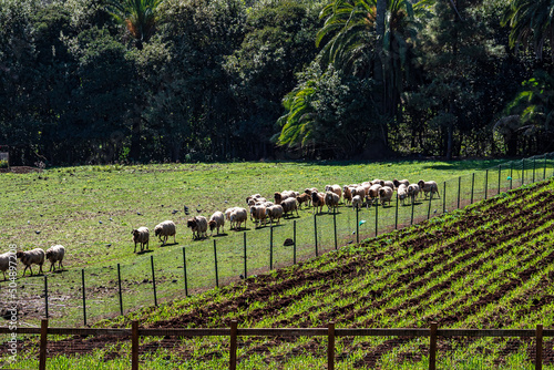 Sheeps in the Finca de Osorio Park near Teror, Gran Canaria Island, Spain photo