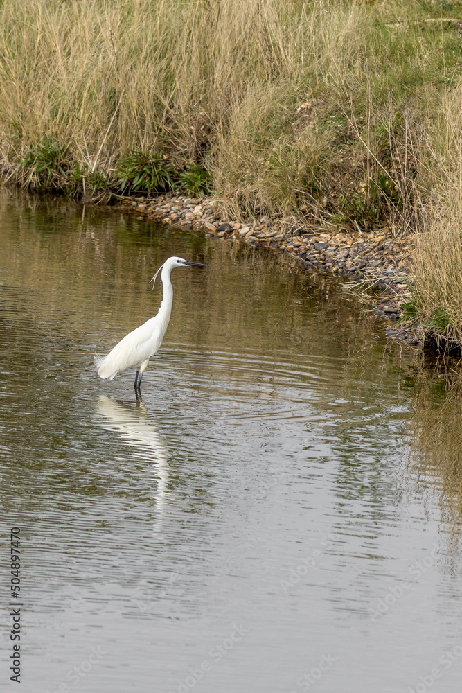 Obraz premium Little egret (Egretta garzetta)