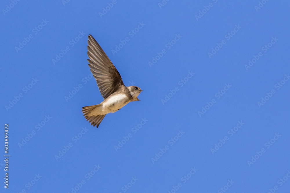 Fototapeta premium Sand martin (Riparia riparia)