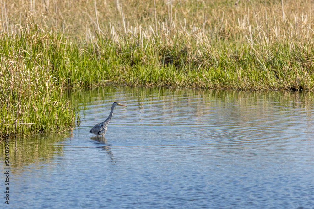 Grey heron (Ardea cinerea) Grey heron (Ardea cinerea)
