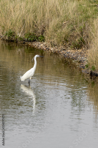 Little egret  Egretta garzetta 