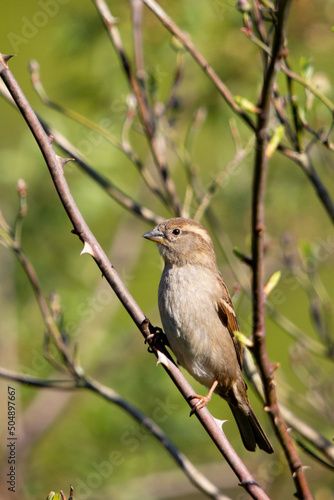 sparrow in the spring