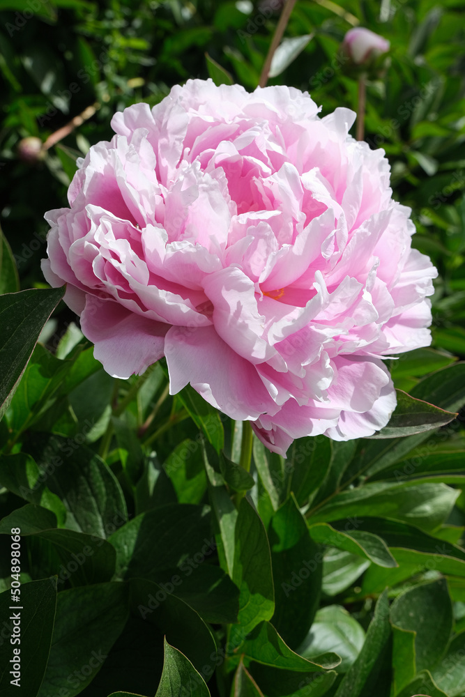 Pink Peony flower on a background of green leaves