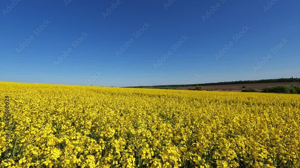 Yellow field of blooming rapeseed against the blue sky. Colors of the Ukrainian flag.
A tractor is driving across the field. Yellow field of blooming rapeseed against the blue sky. Colors of the Ukrainian flag.
A tractor is driving across the field.