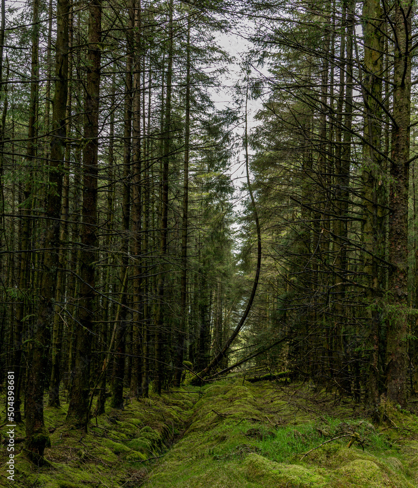 Fototapeta premium Slieveanorra Forest, Glenshesk, County Antrim, Northern Ireland, Glens of Antrim, Causeway Coastal Route, Moyle Way hiking trail