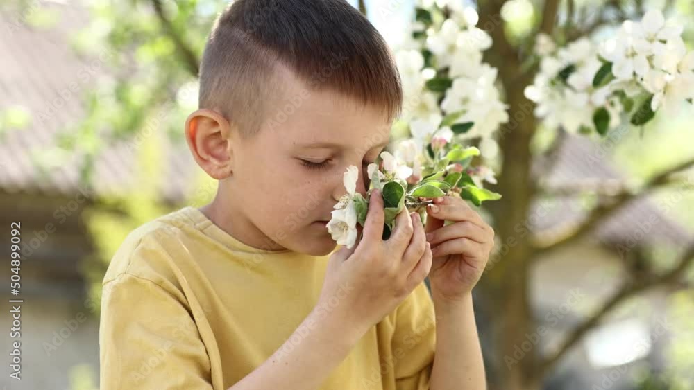 little boy is smelling blooming apple branch. child near beautiful flowering tree. blossom garden in spring little boy is smelling blooming apple branch. child near beautiful flowering tree. blossom garden in spring