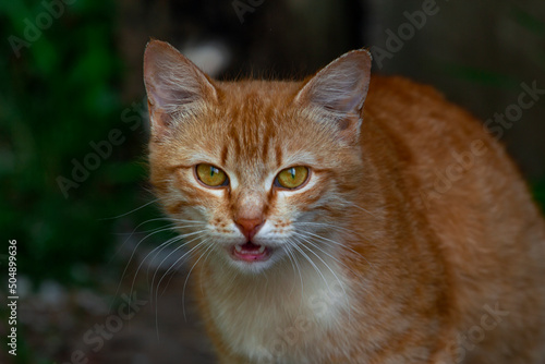 Cute, small, red cat with yellow eyes meows