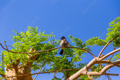 A puffed up white-spectacled bulbul (Pycnonotus xanthopygos)
 photo