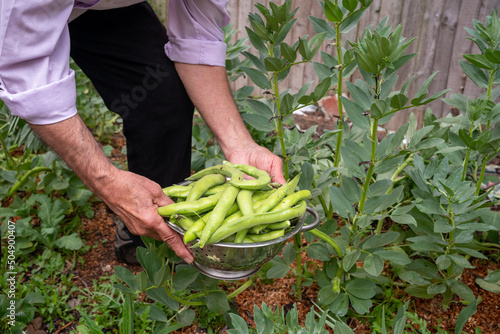 A male with freshly harvested broad beans in a collinder in his vegetable garden
