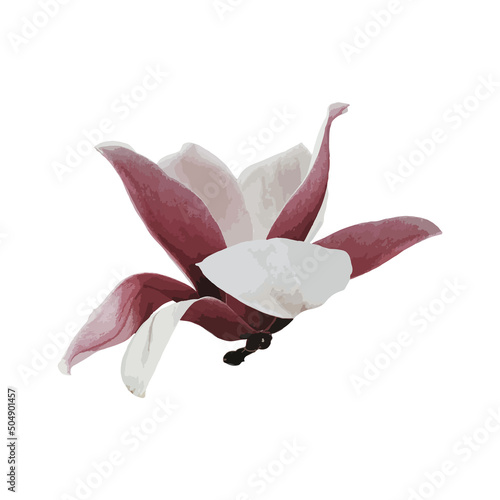 Magnolia watercolor flowers