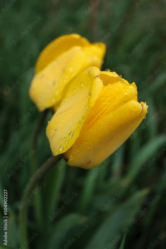 Fototapeta premium yellow tulip flower