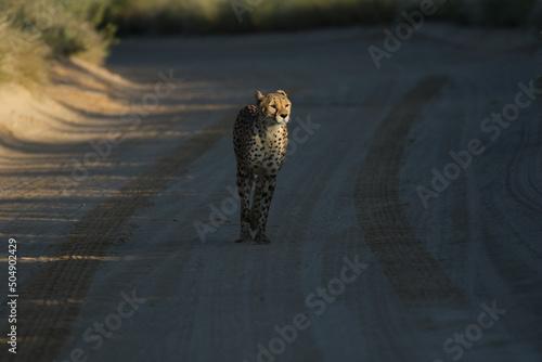Cheetah on a dirt road in the Kgalagadi, South Africa