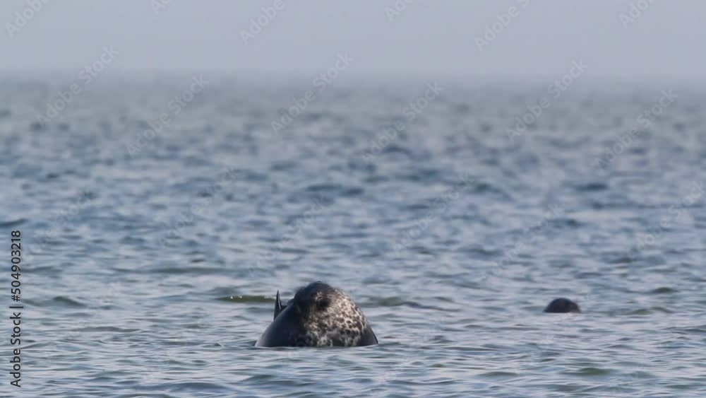 Suspicious Ringed seal (Pusa hispida) lies on underwater rock in Baltic Sea, Estonia. Suspicious Ringed seal (Pusa hispida) lies on underwater rock in Baltic Sea, Estonia.