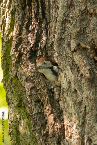 Chick of middle spotted woodpecker - Dendrocoptes medius - looking out from the hollow in tree. Photo from Milicz Ponds, Poland.