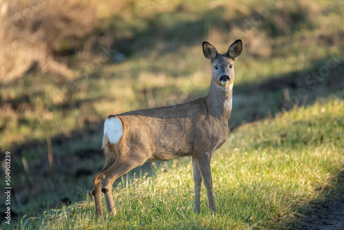 Roe deer - Capreolus capreolus - standing on grass and watching around. Photo from Ujście Warty National Park in Poland.