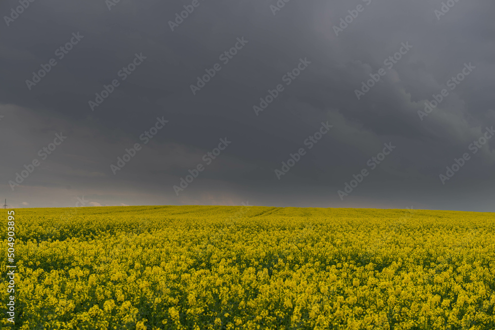Słoneczny dzień. Pole uprawne porośnięte kwitnącym na żółto rzepakiem. Niebo częściowo zakryte ciemnymi chmurami.  - obrazy, fototapety, plakaty 