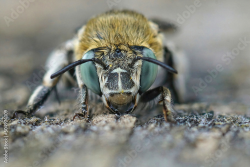 Closeup on the face of White-cheeked Banded Digger Bee ,Amegilla albigena photo