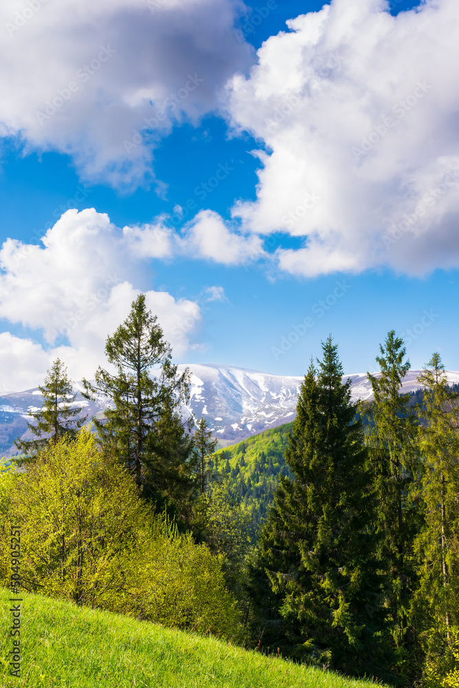 forest on the alpine meadow in spring. beautiful countryside scenery in morning light. clouds on the blue sky above the snow capped summit in the distance