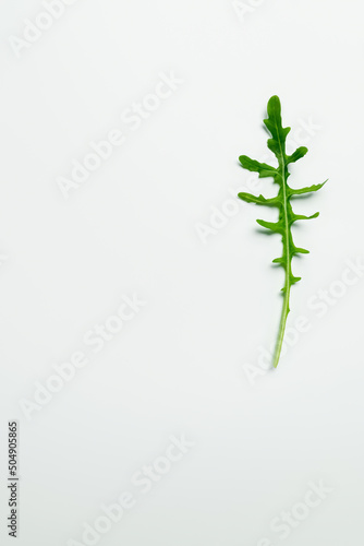 Top view of arugula leaf on white background.