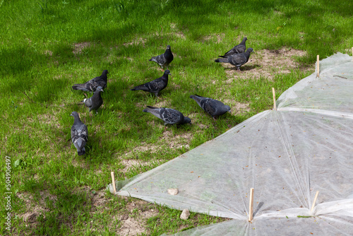 Photography Freshly planted lawn in park covered with fabric