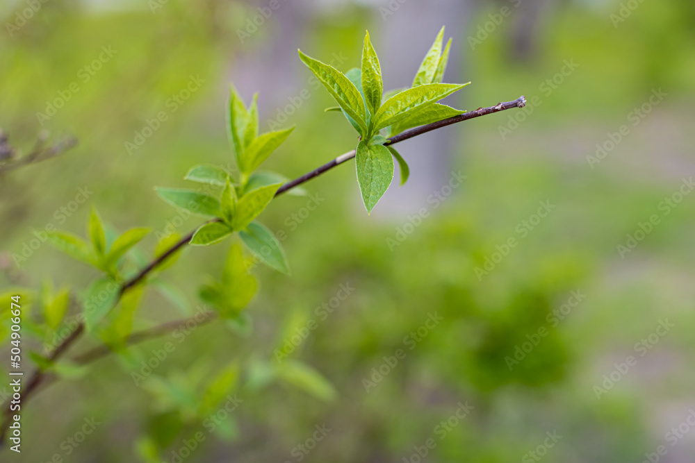 a branch of a shrub with a blossoming young leaf a branch of a shrub with a blossoming young leaf