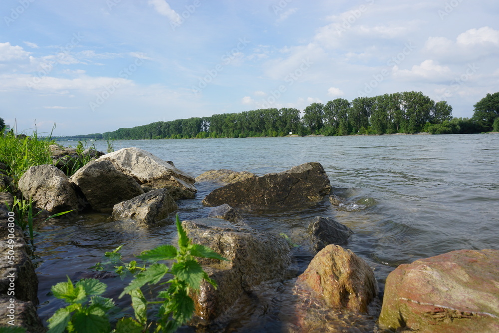 Steine am Rheinufer. Bewegtes Wasser und hohe Bäume am Ufer. 