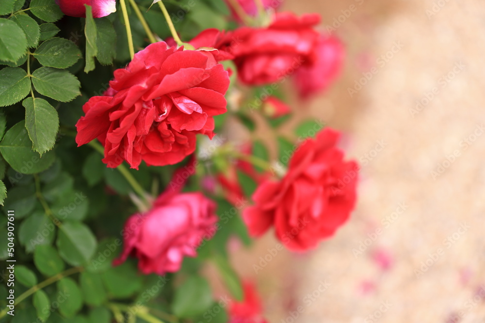 Fototapeta premium 咲き香る薔薇の花