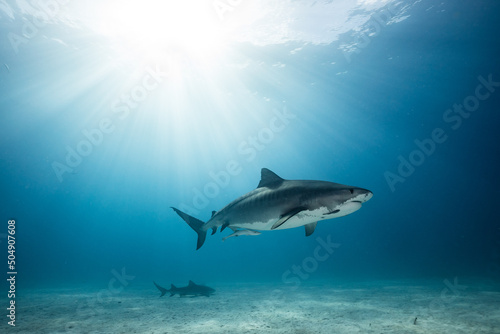 A Tigershark in Bahamas photo