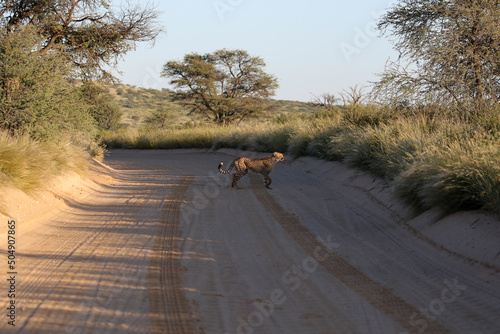 Cheetah crossing a dirt road in the Kgalagadi, South Africa