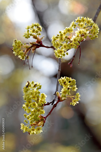 Southern wood ants feed on maple flowers