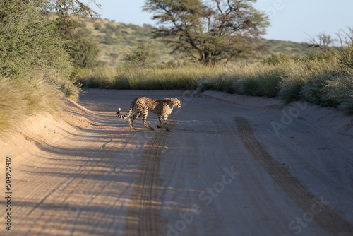 Cheetah crossing a dirt road in the Kgalagadi, South Africa