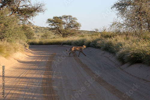 Cheetah crossing a dirt road in the Kgalagadi, South Africa
