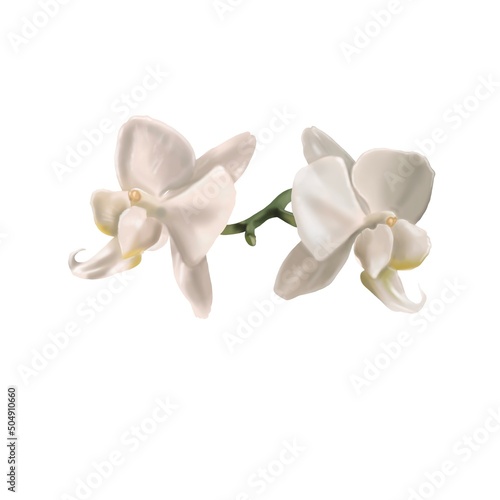 Fototapeta Naklejka Na Ścianę i Meble -  watercolor white orchid. Phalaenopsis is a realistic tropical flower. isolated illustration