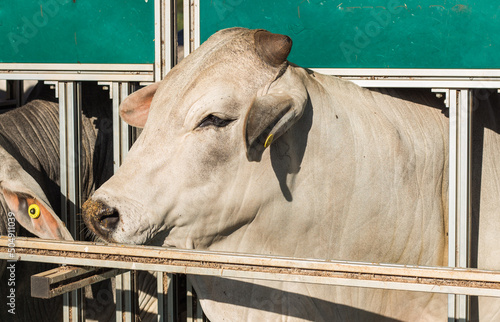 Fotografie bull on the fence