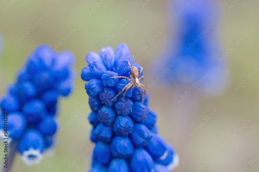 A small spider on a muscari flower close-up A small spider on a muscari flower close-up