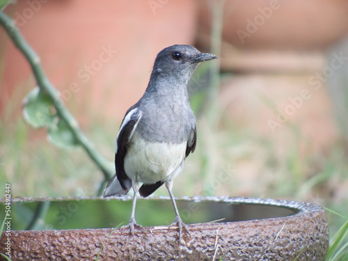 A magpie perched on a basin. -photo