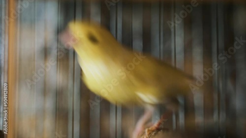 A small domesticated bird in a cage. Singing canary with yellow plumage jumps on the cage. Pet. A bird with a beak stands with its paws and claws on a stick. Soft focus photo