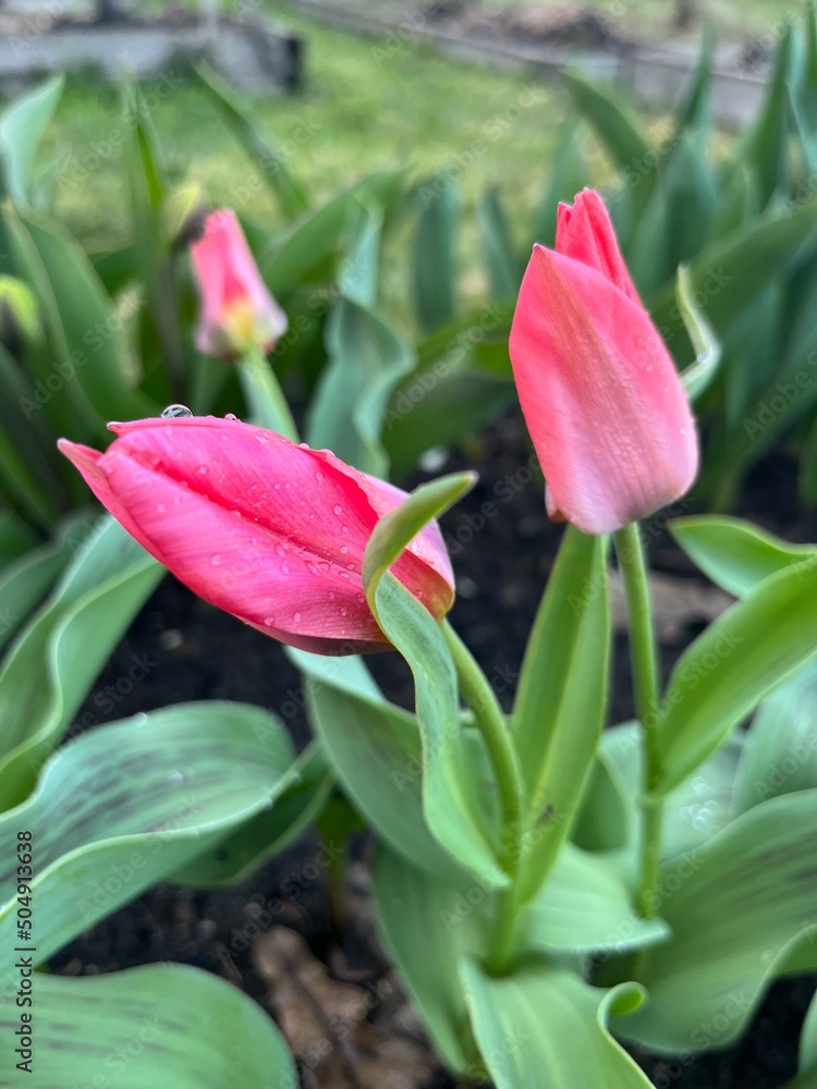 red tulips in garden red tulips in garden