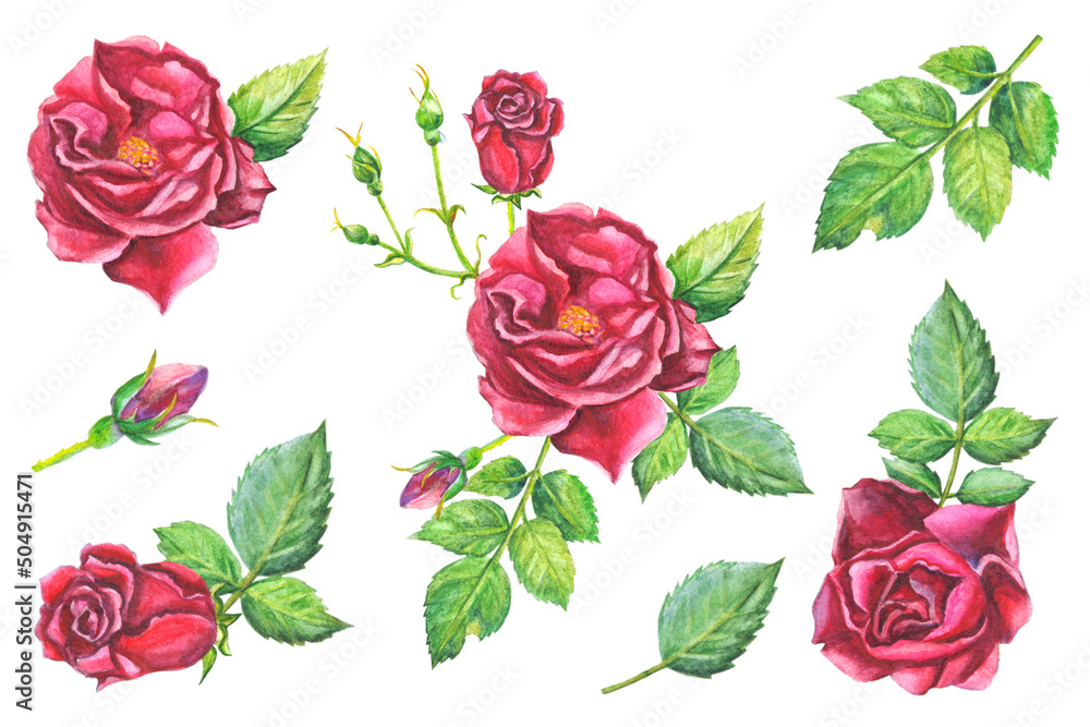 Naklejka premium Watercolor set of red roses and leaves. Hand drawn flower collection in realistic style. For the design of postcards, invitations, textiles.