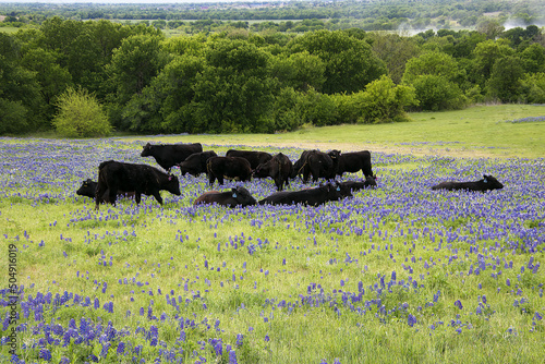 black angus cattle in a field of Texas bluebonnets.