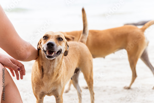 Non recognizable woman stroking mongrel dog in a beach