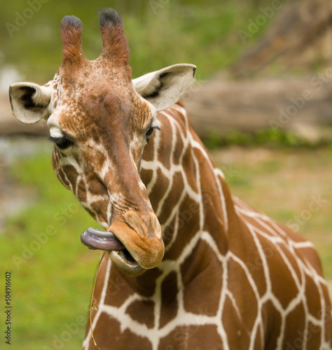 portrait of a giraffe