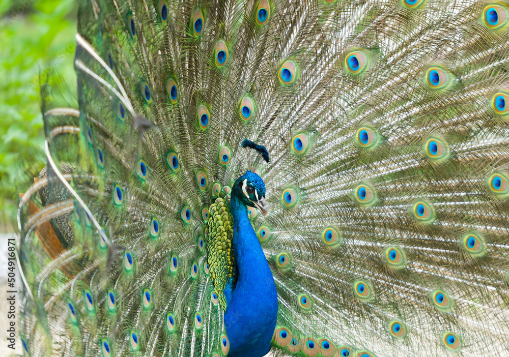 Naklejka premium peacock with feathers out