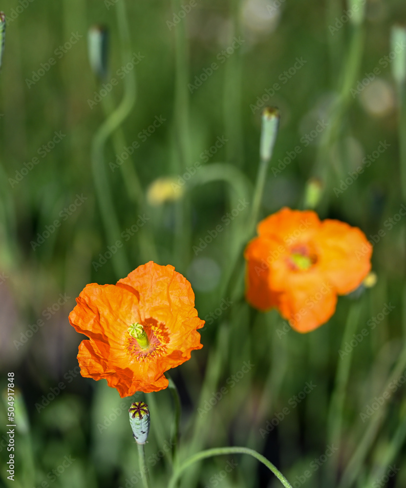 Papaver nudicaule, Meise botanic garden Papaver nudicaule, Meise botanic garden