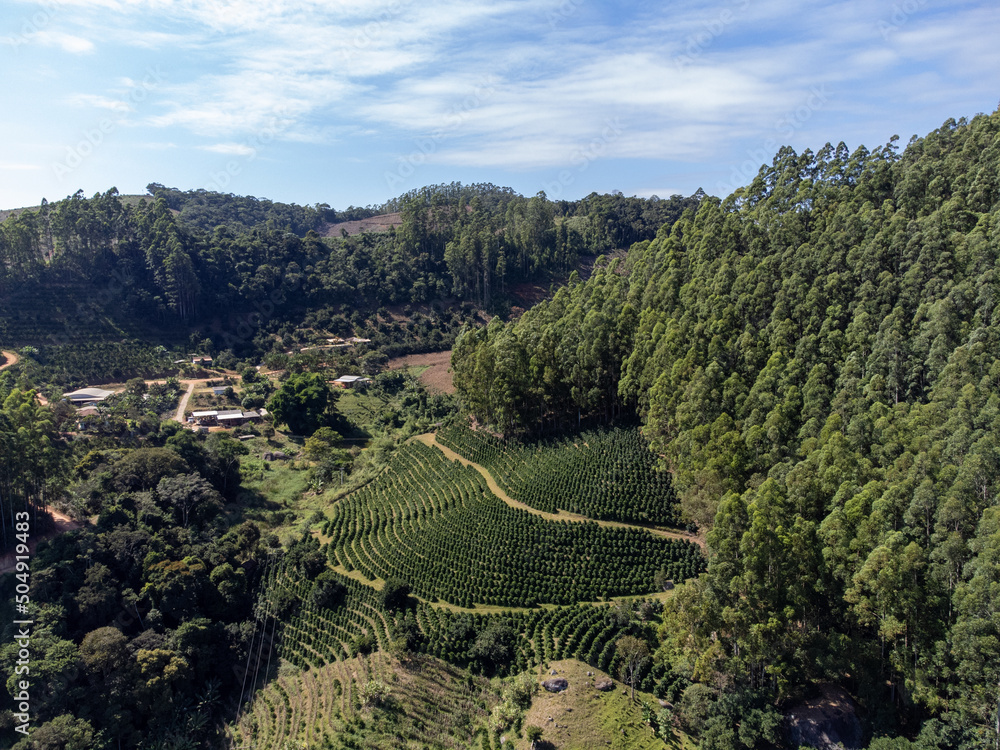 beautiful eucalyptus plantation for pulp production in big farm in the mountains in countryside city - aerial view from drone