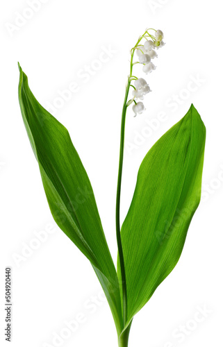 Lily of the valley isolated on white background. Convallaria flowers and leaves. photo